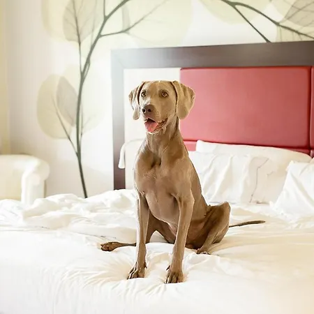 Griso Collection Hotel Malgrate